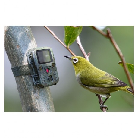 Camera Wild 1080P 12MP IP56 PIR IR 18m per Osservazione Fauna