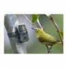 Camera Wild 1080P 12MP IP56 PIR IR 18m per Osservazione Fauna